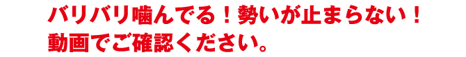 バリバリ噛んでる！勢いが止まらない！動画でご確認ください。