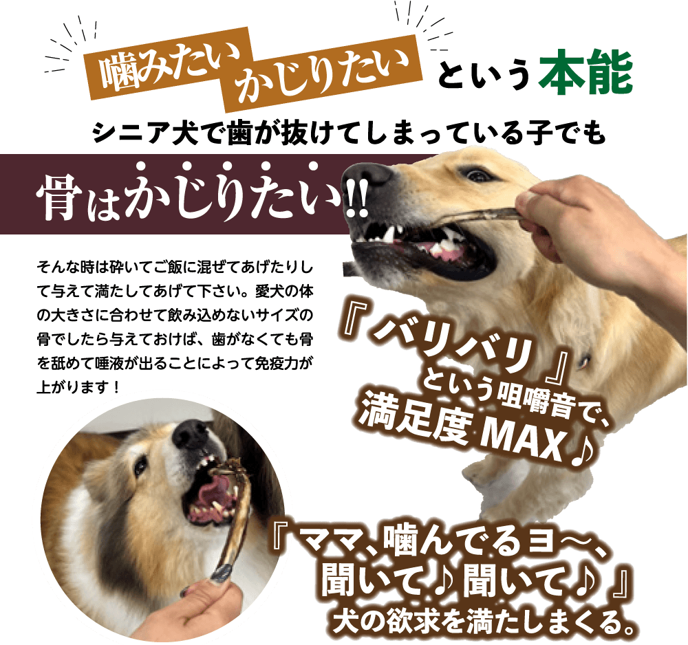 噛みたい・かじりたいという本能。シニア犬で歯が抜けてしまっている子でも骨はかじりたい！！そんな時は砕いてご飯に混ぜてあげたりして与えて満たしてあげて下さい。愛犬の体の大きさに合わせて飲み込めないサイズの骨でしたら与えておけば、歯がなくても骨を舐めて唾液が出ることによって免疫力が上がります！『バリバリ』という咀嚼音で、満足度MAX♪『ママ、噛んでるヨ～、聞いて♪聞いて♪』犬の欲求を満たしまくる。