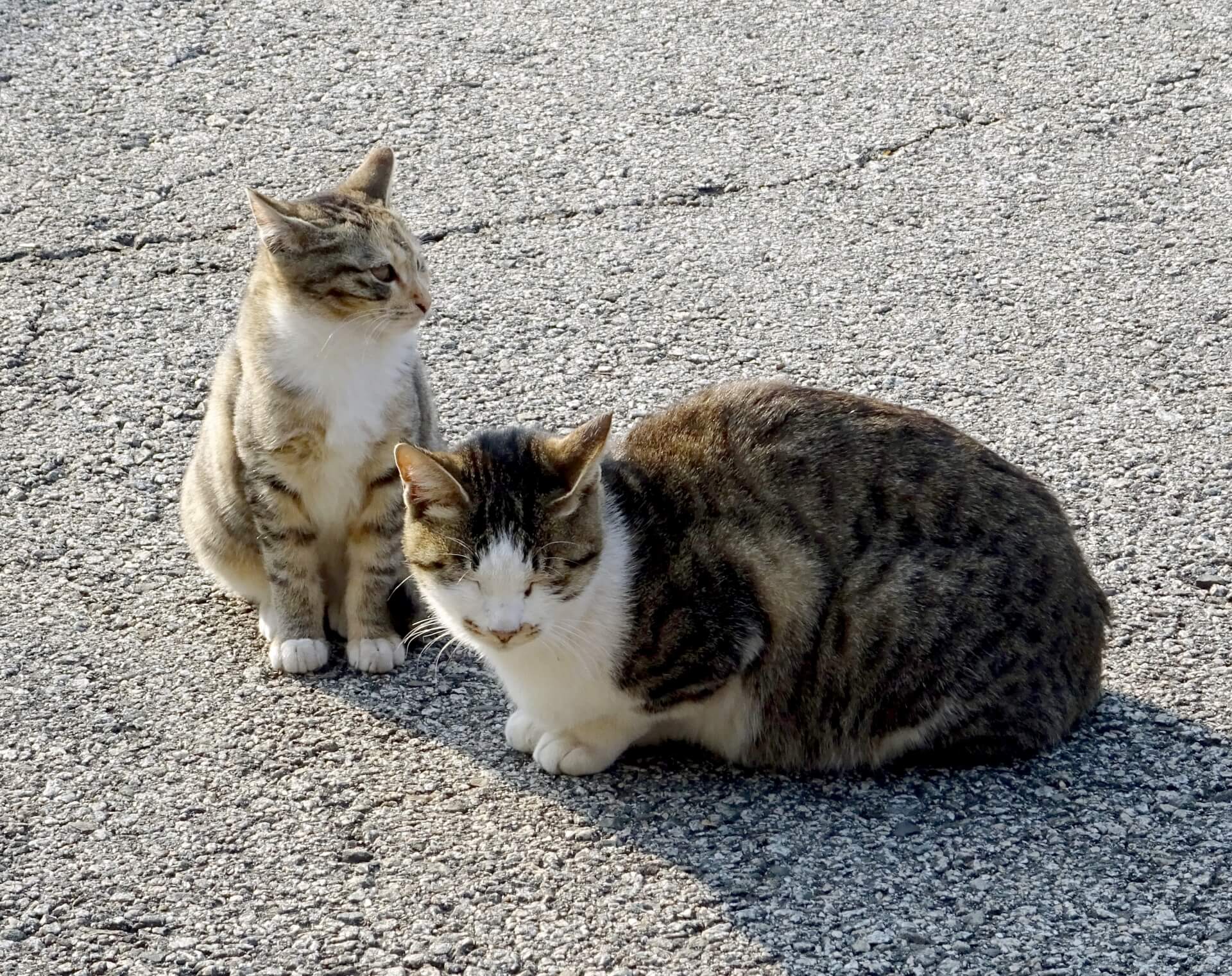 母猫はいつまで母猫してますか？子供猫と一緒に暮らしていたらずっと母